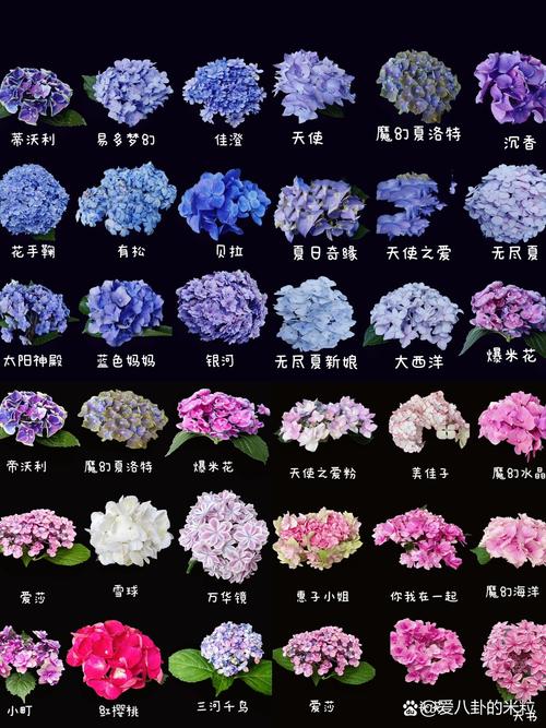 洋绣球花长什么样子——形态特征、品种辨识与家庭养护全解析 常见问题FAQ