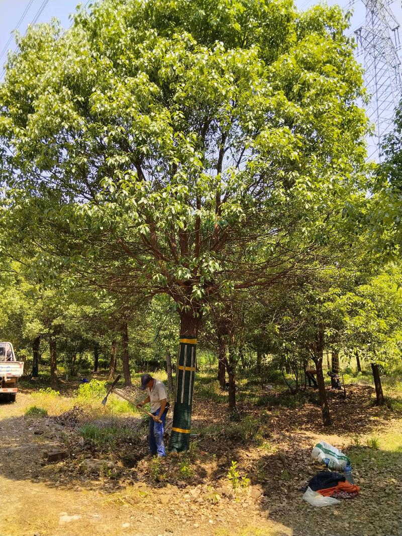 车间门口适合种什么树?香樟种植技术全指南 二、适宜时间