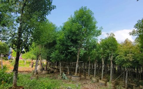 车间门口适合种什么树？香樟种植技术全指南