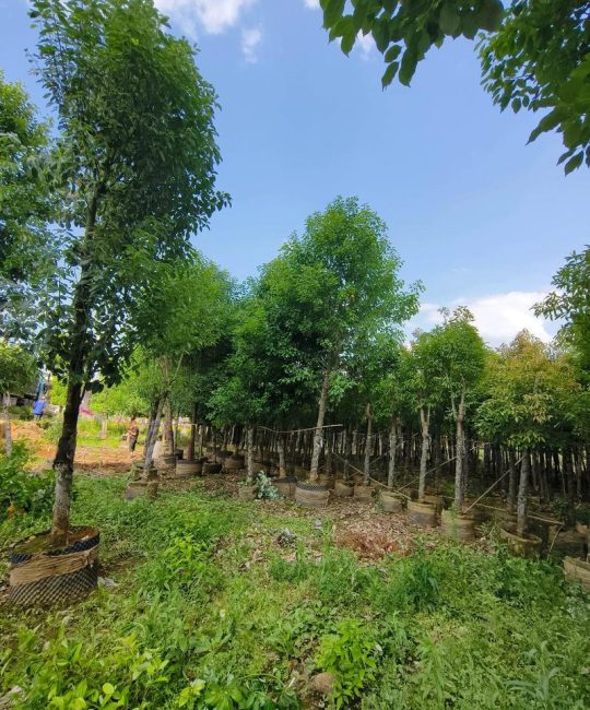 车间门口适合种什么树？香樟种植技术全指南