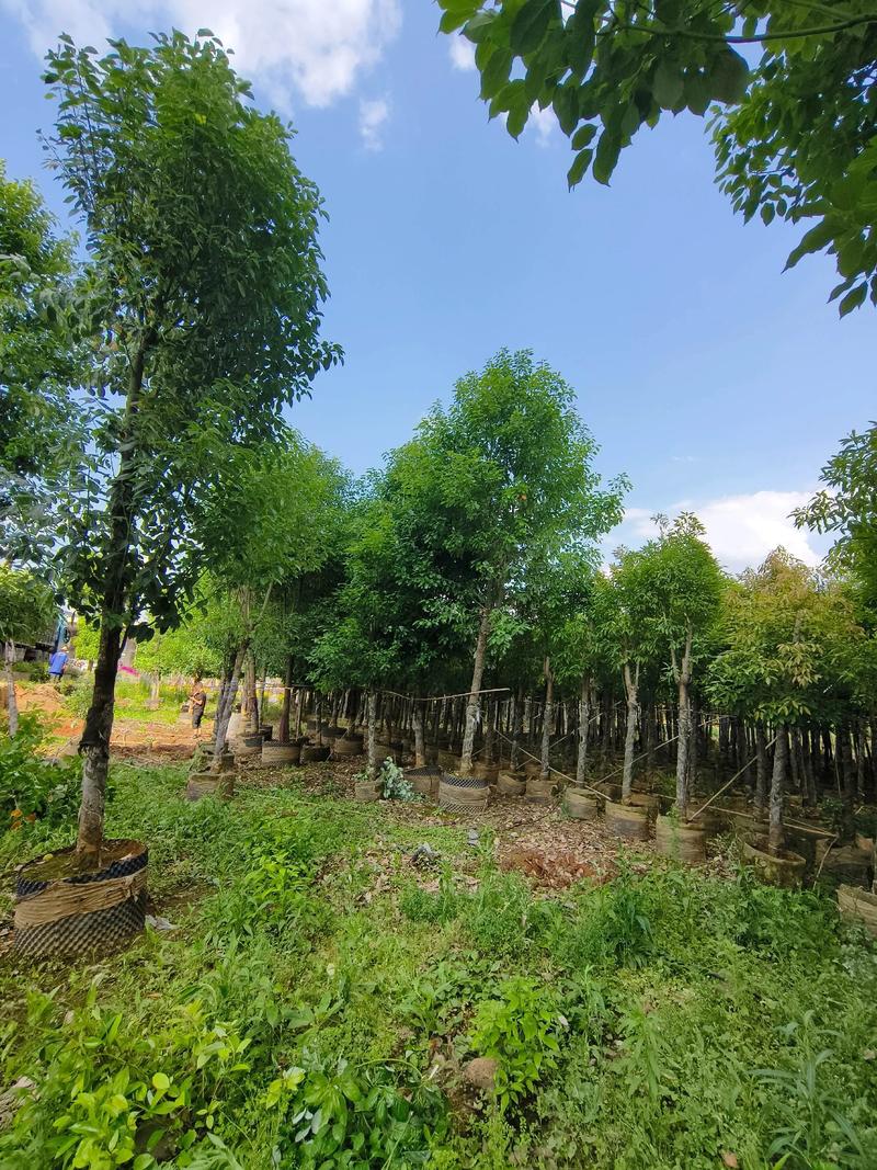 车间门口适合种什么树?香樟种植技术全指南 一、车间门口树种选择要点