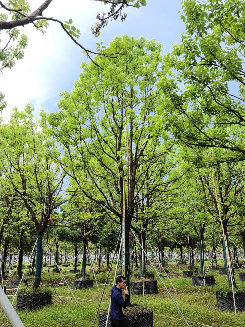 车间门口适合种什么树?香樟种植技术全指南 三、土壤环境