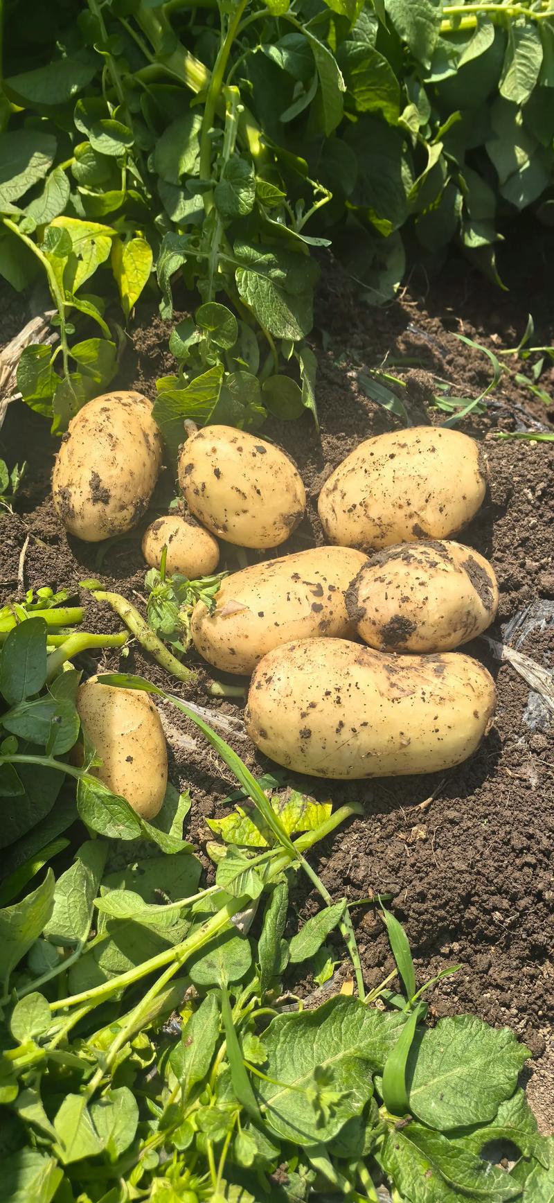 种土豆用什么土？选对土壤让土豆又大又多