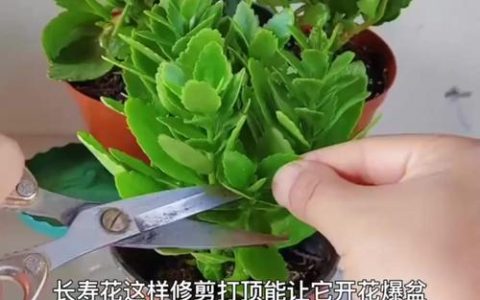 长寿花需要打顶吗？什么时候打顶？全面指南助你株型饱满花量翻倍