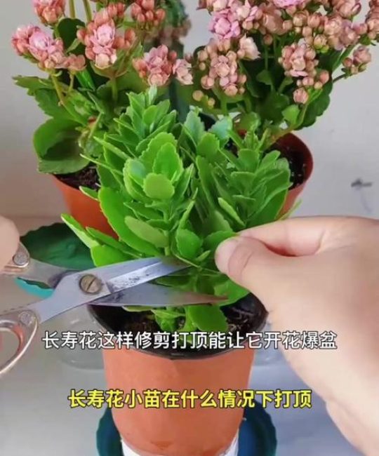 长寿花需要打顶吗？什么时候打顶？全面指南助你株型饱满花量翻倍