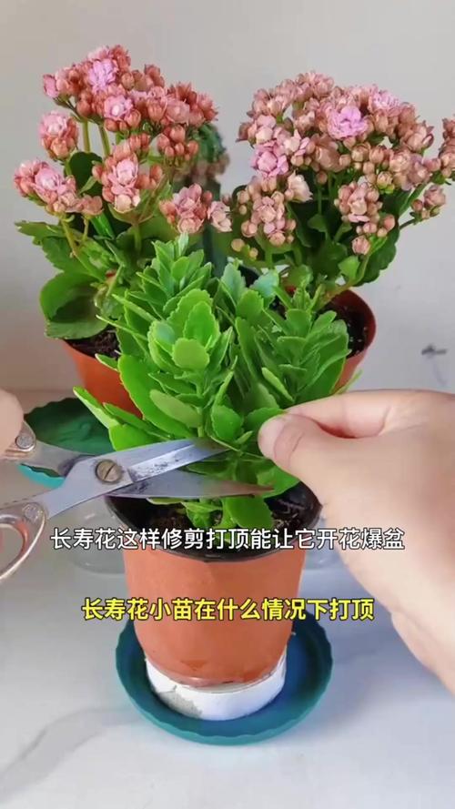 长寿花需要打顶吗?什么时候打顶?全面指南助你株型饱满花量翻倍 引言