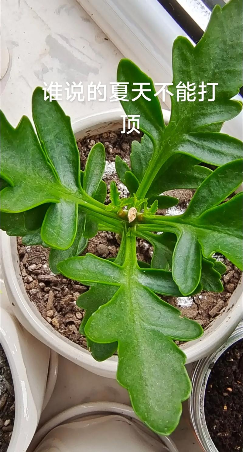 长寿花需要打顶吗?什么时候打顶?全面指南助你株型饱满花量翻倍 为什么要给长寿花打顶?