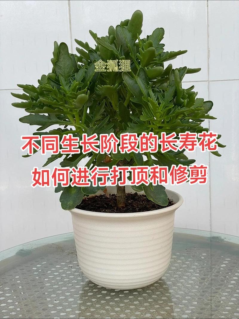 长寿花需要打顶吗?什么时候打顶?全面指南助你株型饱满花量翻倍 打顶后的养护要点