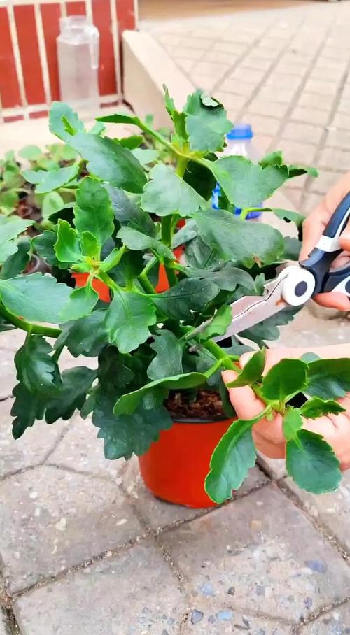 长寿花需要打顶吗?什么时候打顶?全面指南助你株型饱满花量翻倍 长寿花打顶的正确方法