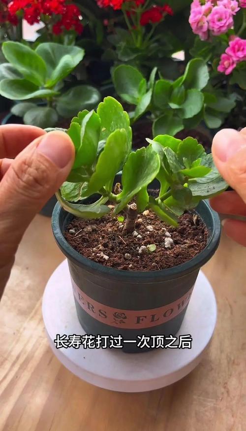 长寿花需要打顶吗?什么时候打顶?全面指南助你株型饱满花量翻倍 特别注意事项