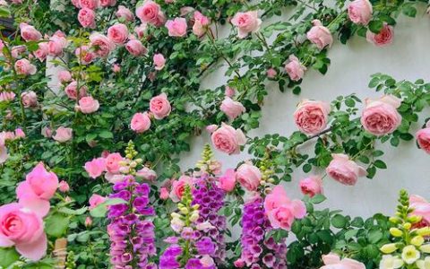 月季花冬天能放室外吗？南北差异与防冻要点一次说清
