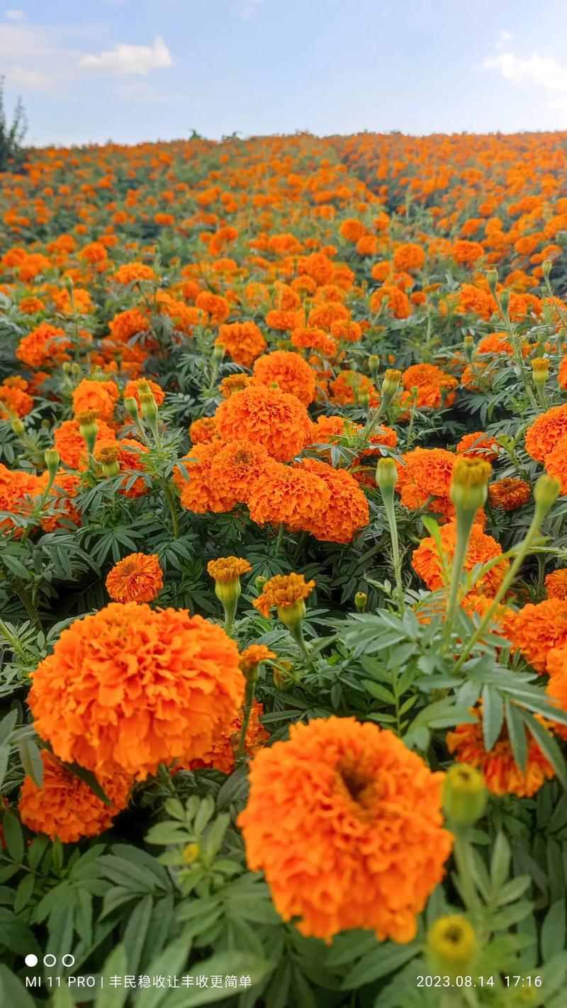 万寿菊栽植密度全攻略:一亩地种多少棵最合适? 核心规格定义:万寿菊的“株高”与“冠幅”如何测量?