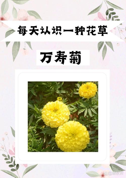 万寿菊栽植密度全攻略:一亩地种多少棵最合适? 采购万寿菊苗时,规格该选多大?