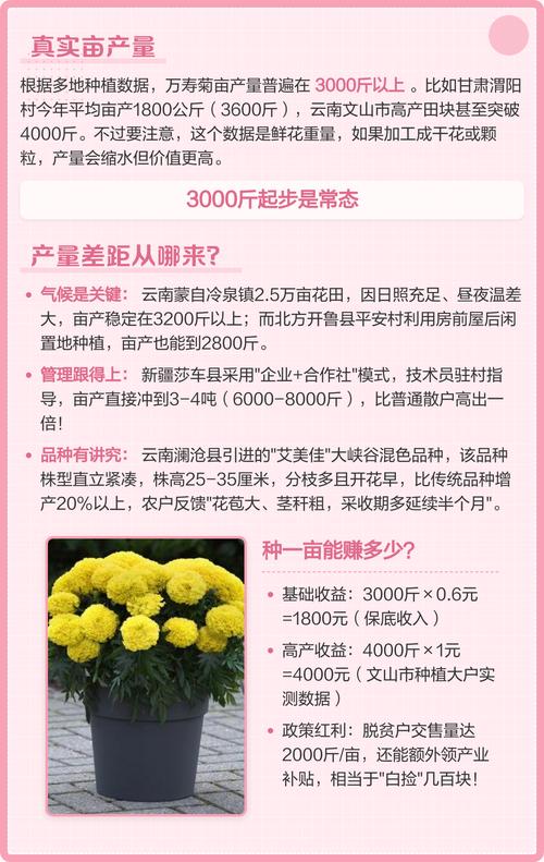 万寿菊栽植密度全攻略:一亩地种多少棵最合适? 常见问题 FAQ