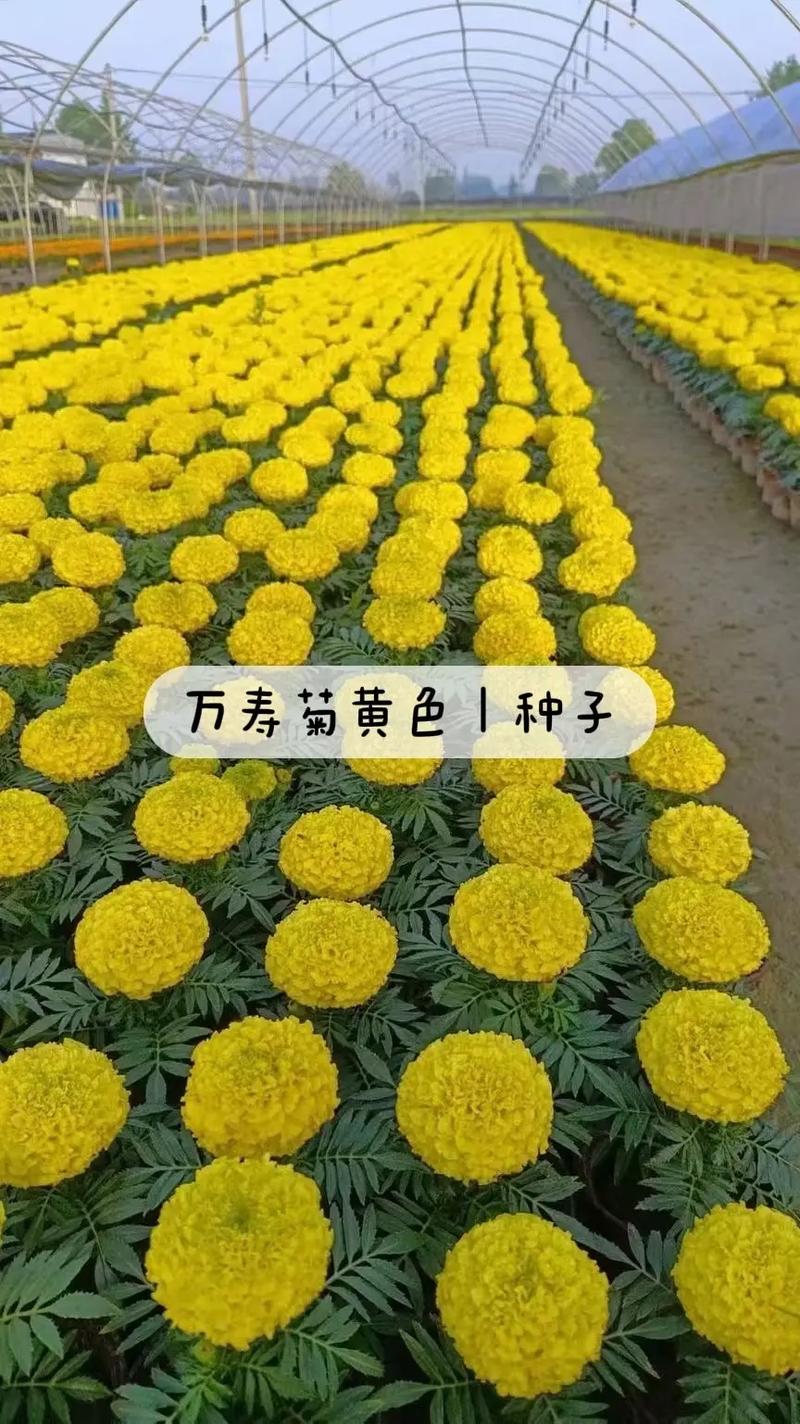 万寿菊栽植密度全攻略:一亩地种多少棵最合适? 总结
