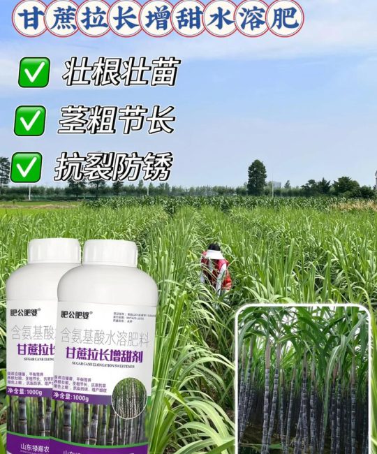 甘蔗叶面肥用什么最好？分阶段科学施肥方案与浓度指南