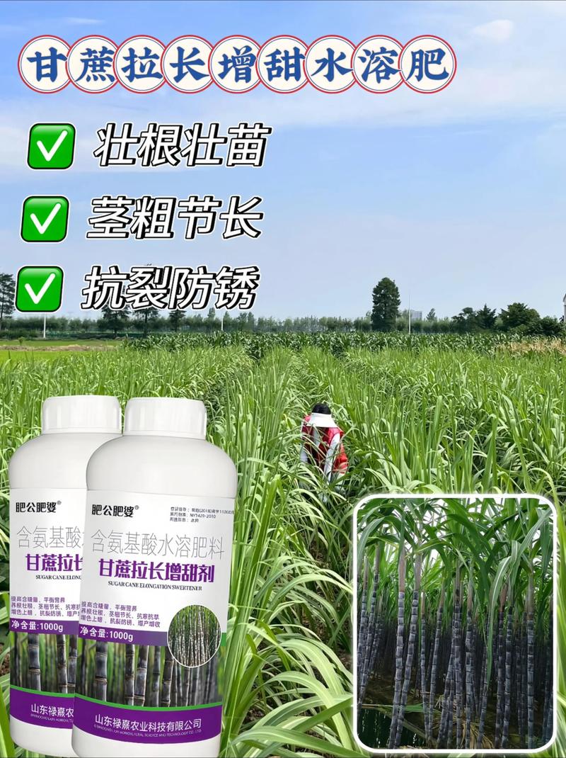 甘蔗叶面肥用什么最好？分阶段科学施肥方案与浓度指南
