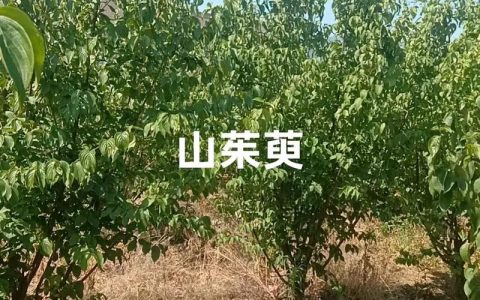 山茱萸树苗多少钱一棵？2025年最新价格全解析与影响因素指南