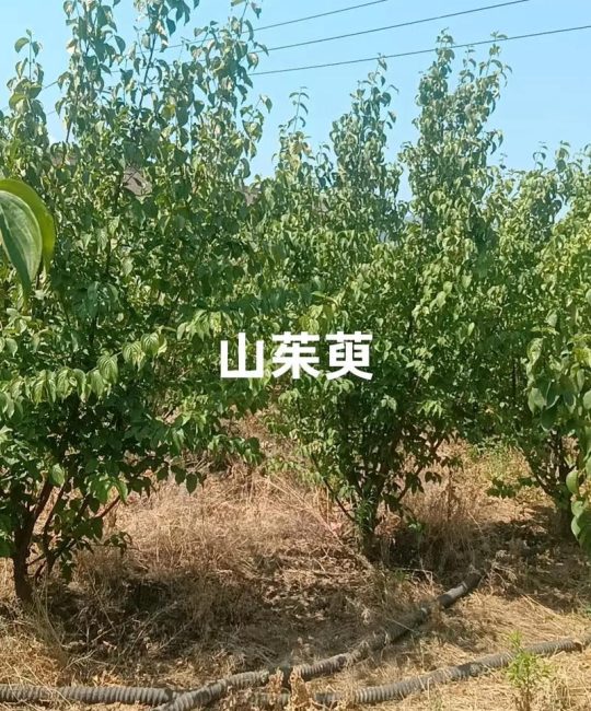 山茱萸树苗多少钱一棵？2025年最新价格全解析与影响因素指南