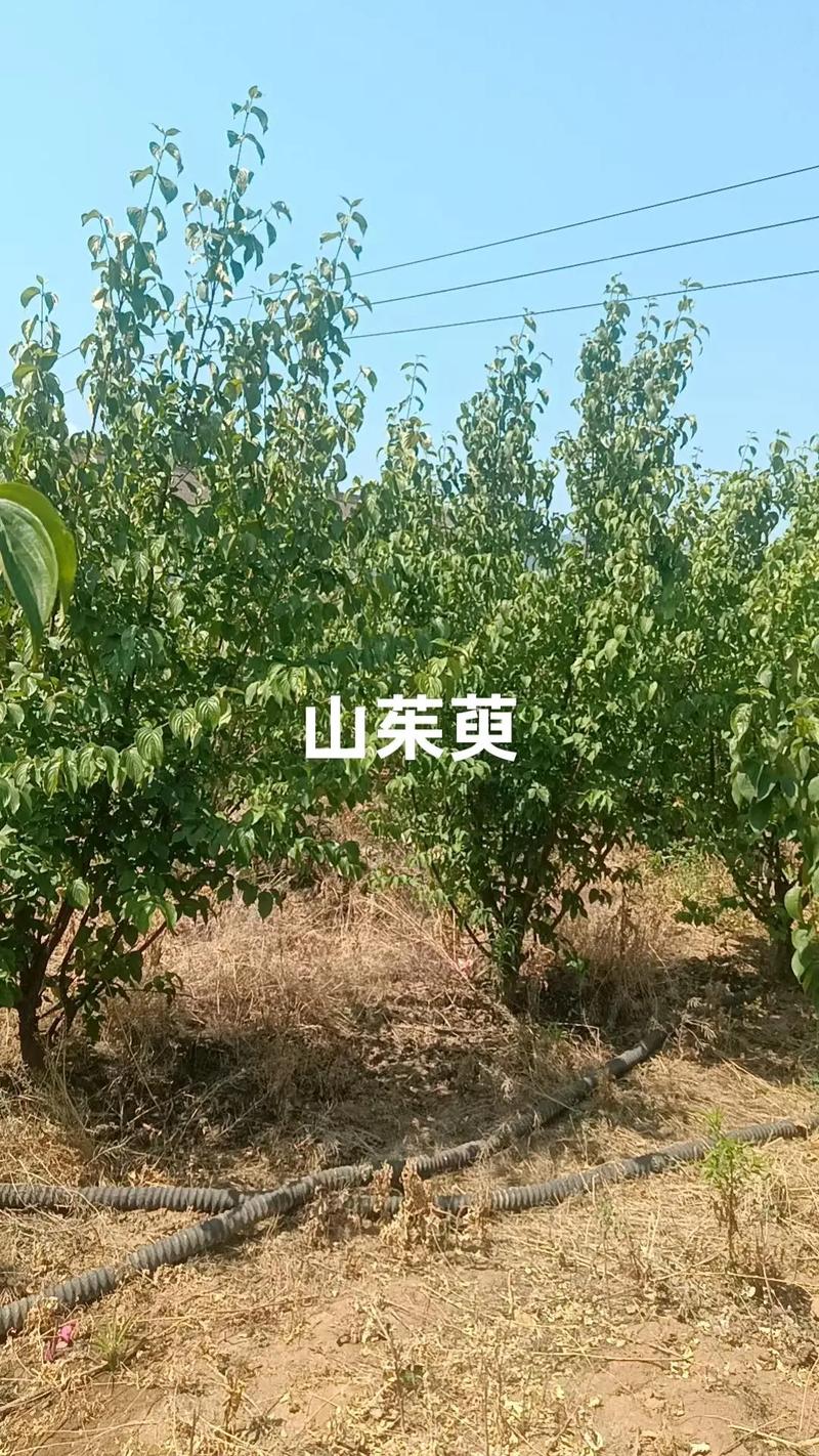 价格快速参考