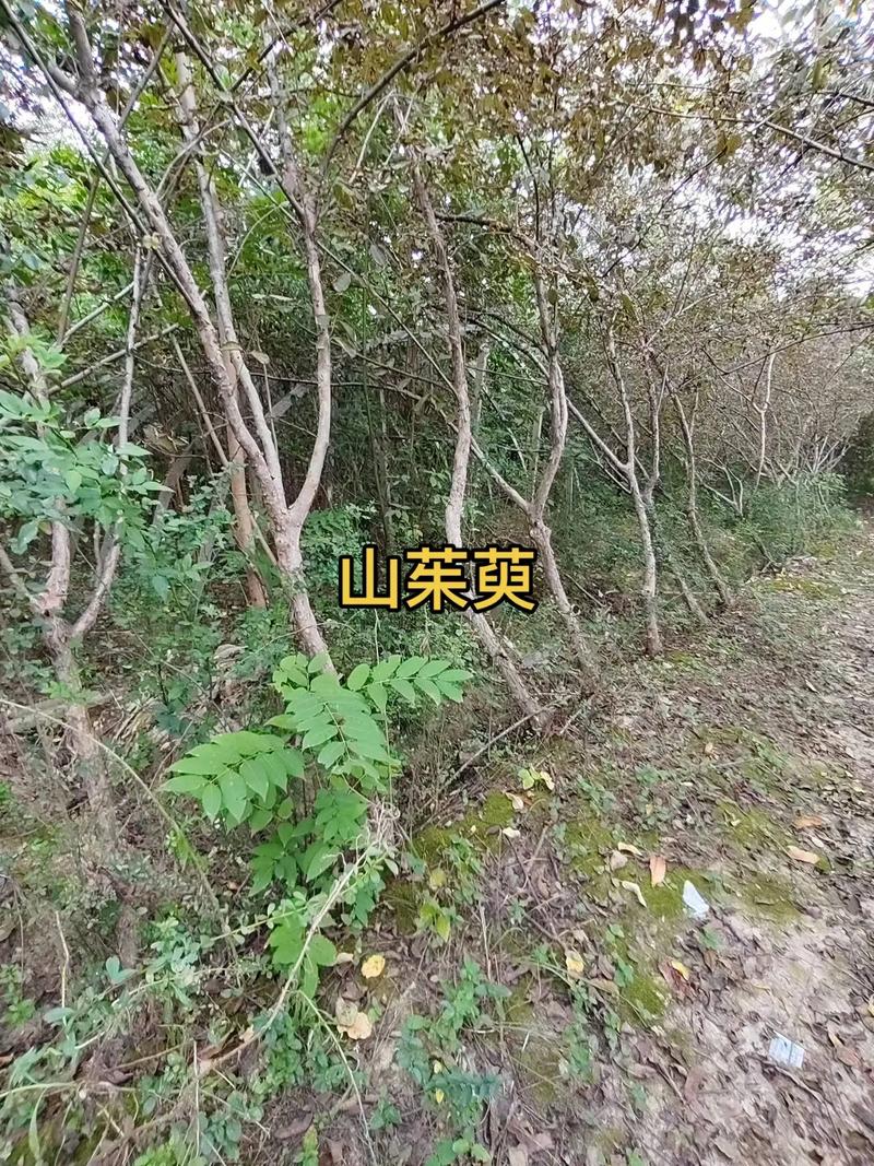 产地因素对价格的影响