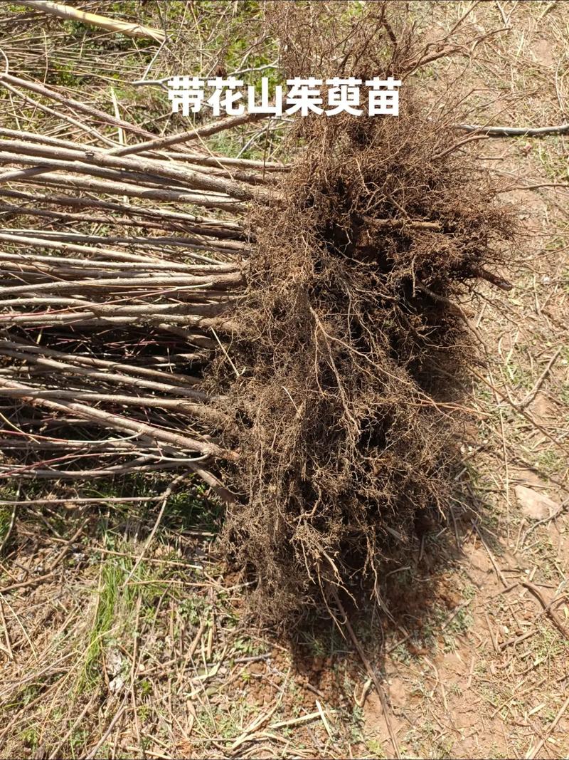 规格对价格的影响
