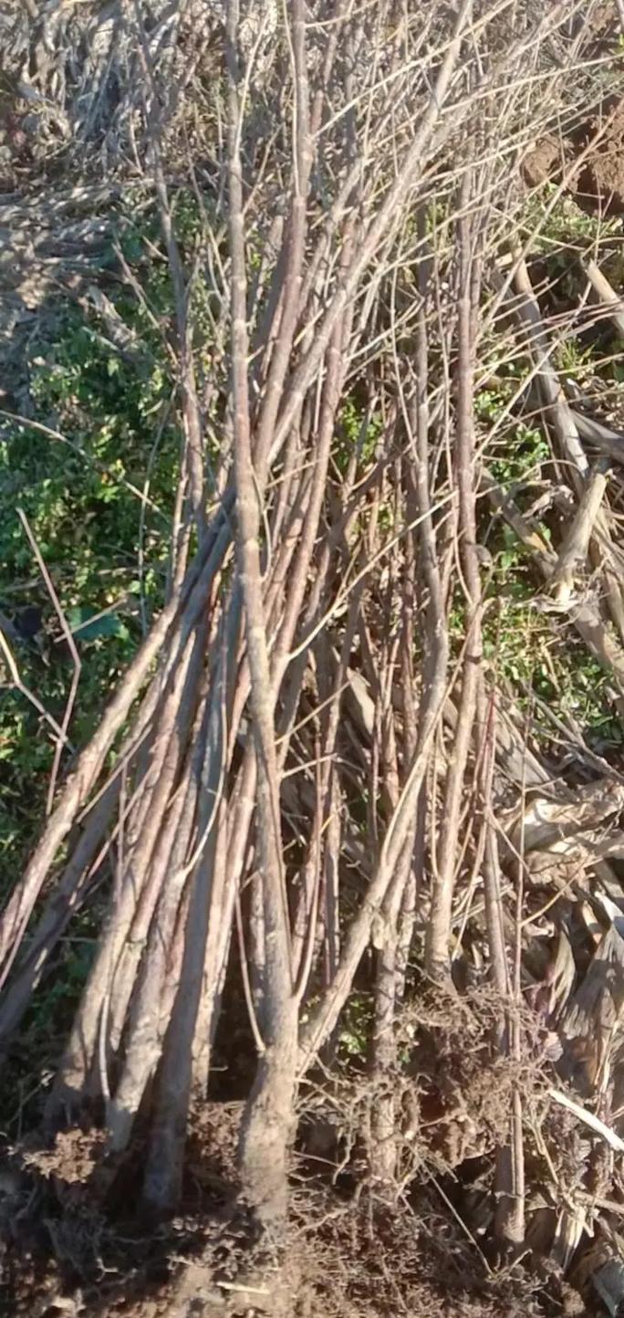 数量因素对价格的影响