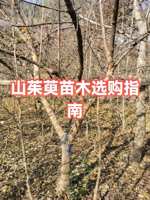 家庭用户 vs 批发商 vs 工程用户咨询指南