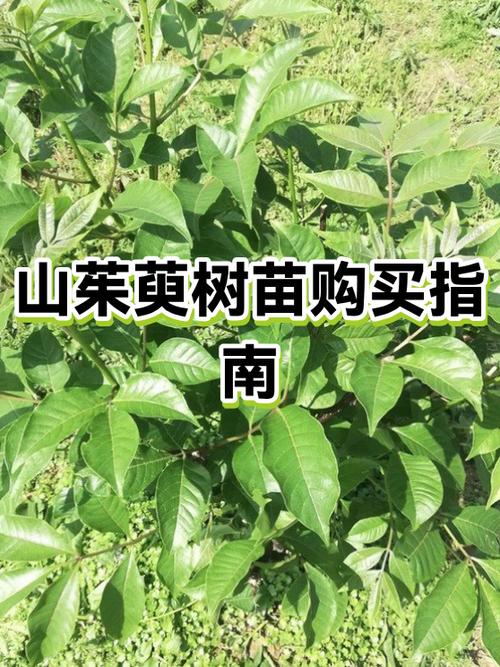山茱萸树苗价格速查表（2025年参考）
