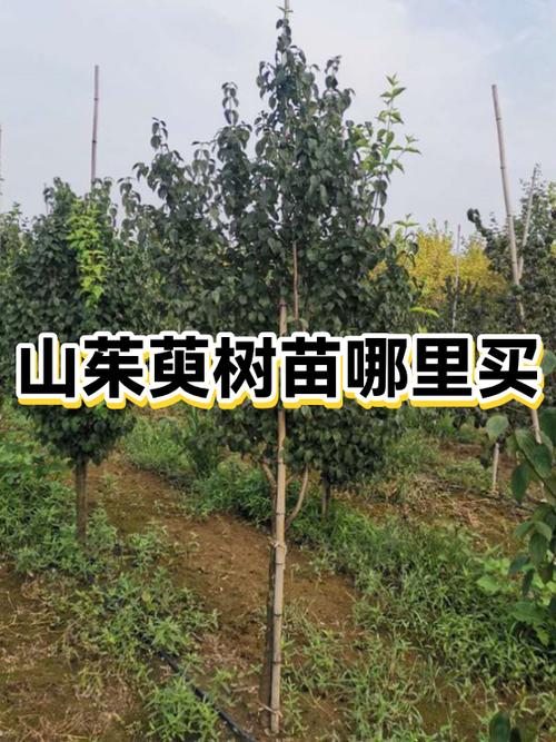 常见问题 FAQ