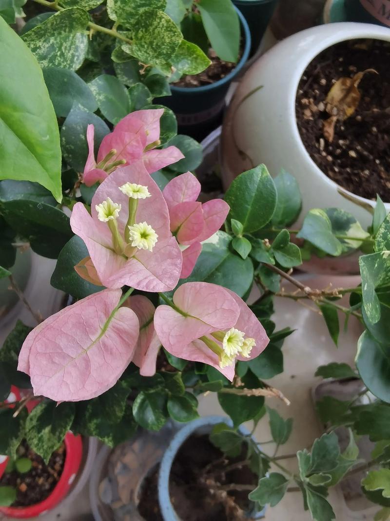 六月份不开花的常见原因与解决方案