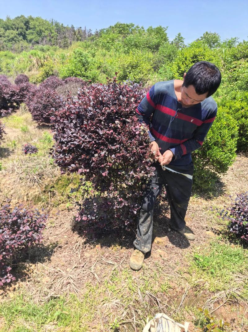 四、季节波动与最佳采购窗口