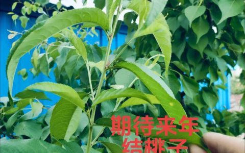 杏树能嫁接桃树吗？嫁接成功率与最佳方法全解析