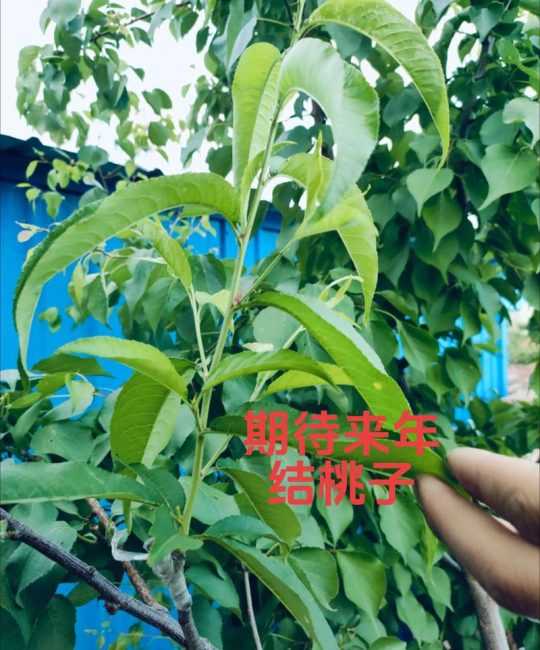杏树能嫁接桃树吗？嫁接成功率与最佳方法全解析