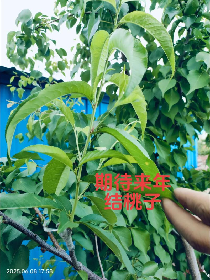 杏树能嫁接桃树吗？嫁接成功率与最佳方法全解析