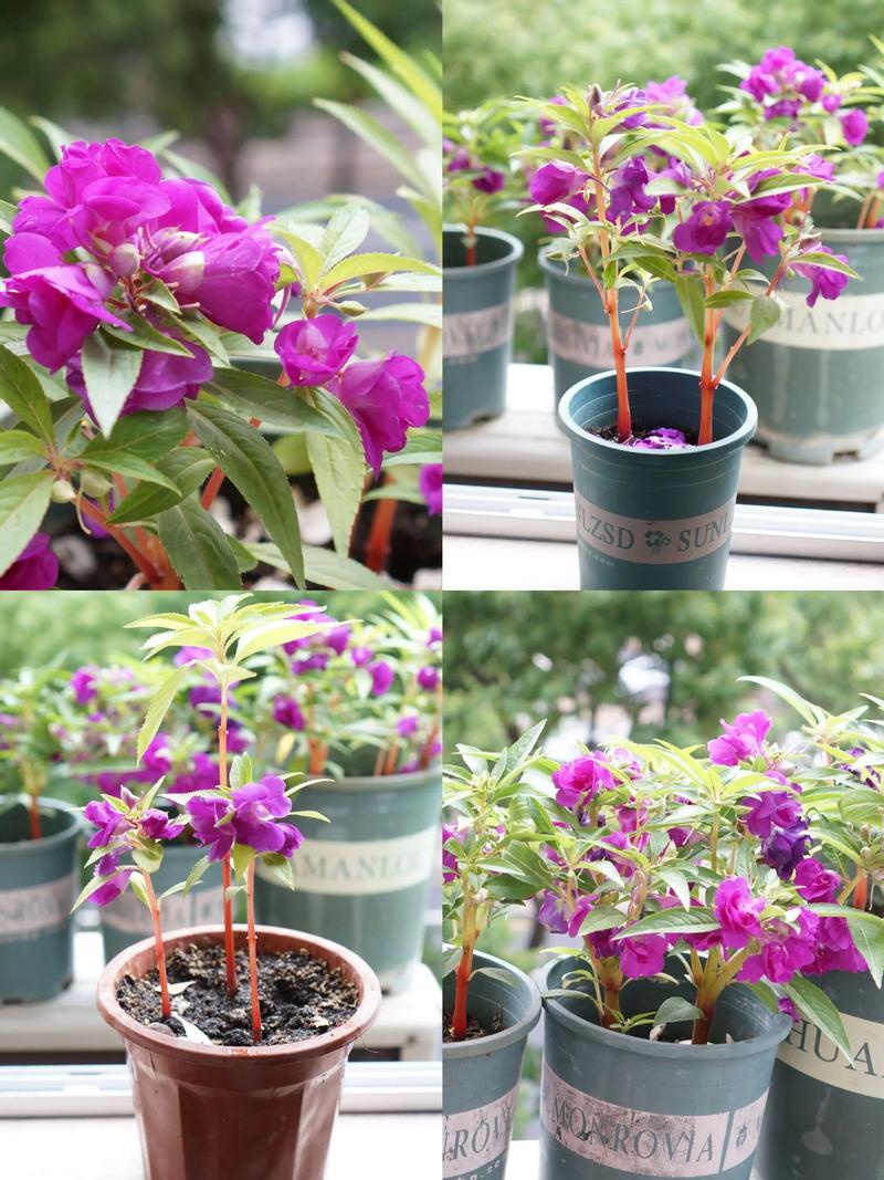 促花与延长花期的养护步骤
