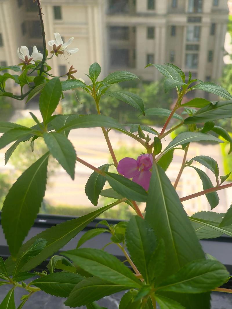 凤仙花不开花或开花少的常见原因与解决