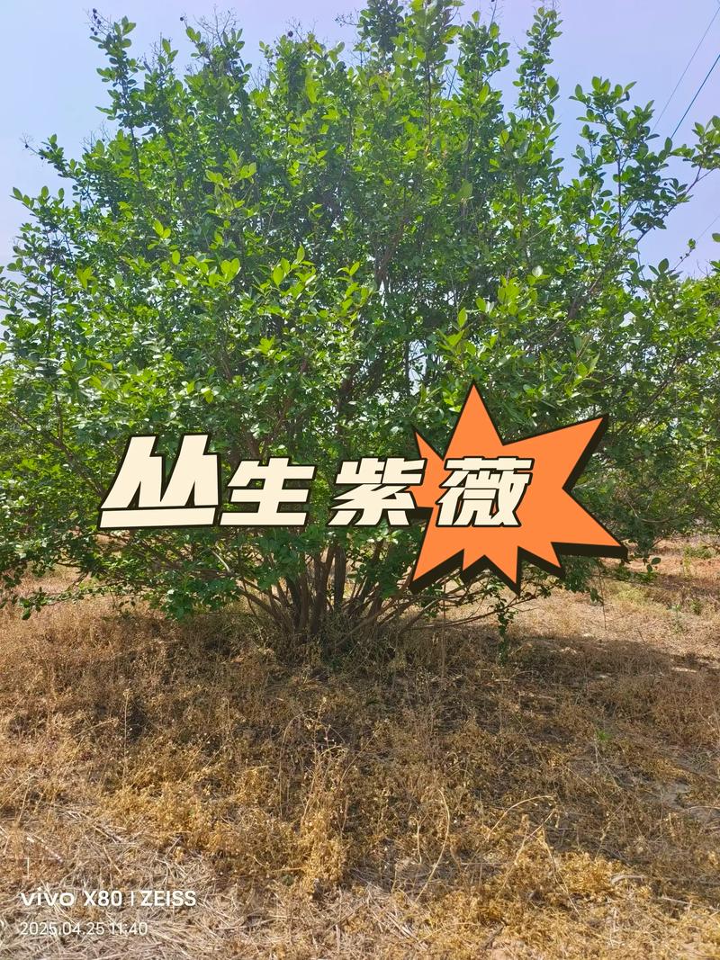 第四步：审核售后补苗政策并形成书面约定