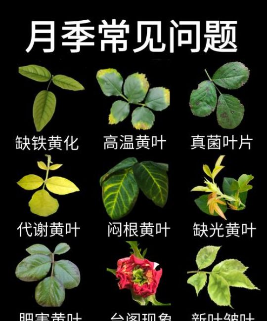 月季花叶子为什么会发黄？原因分析与精准养护指南