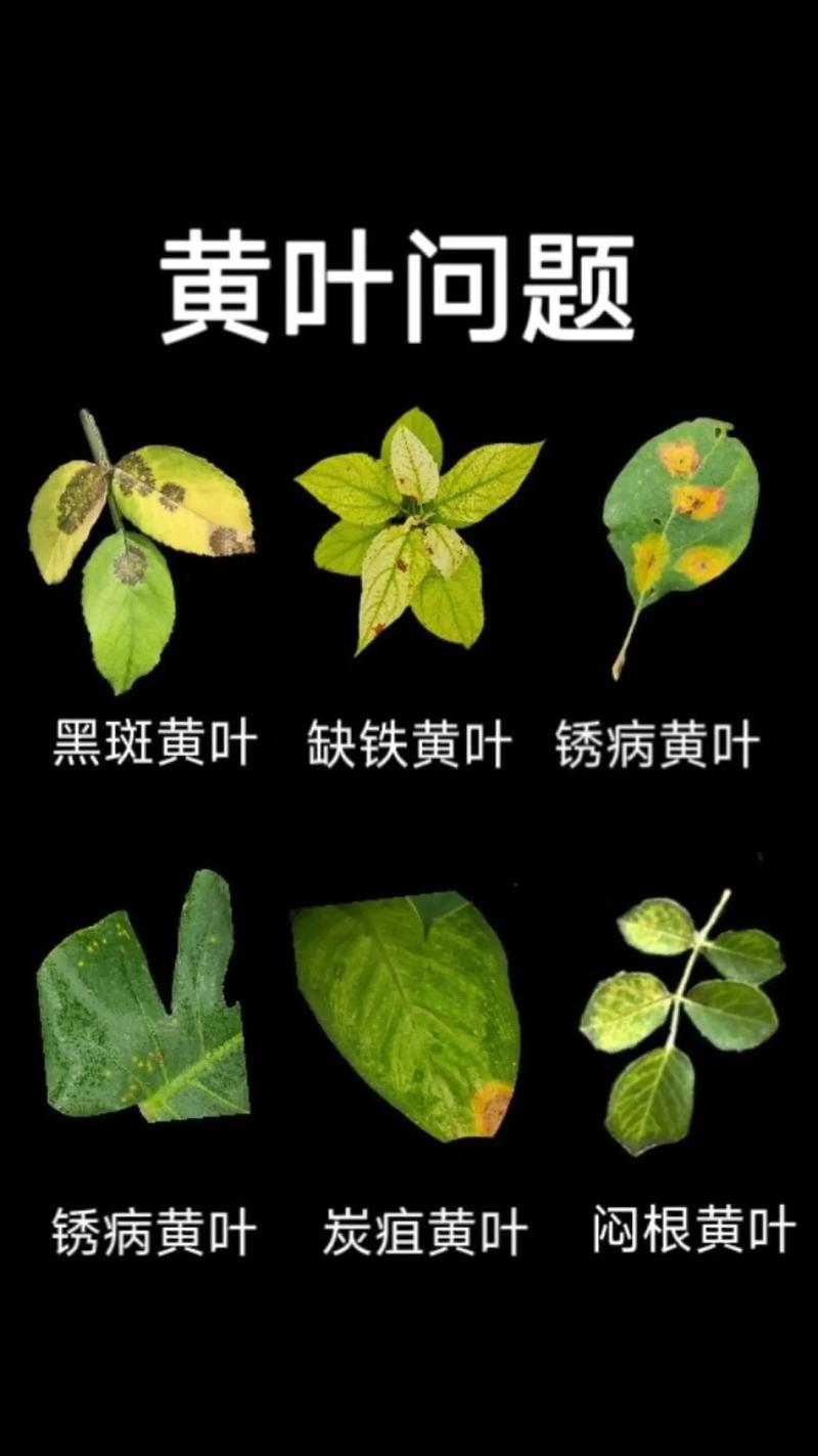 月季花叶子为什么会发黄?原因分析与精准养护指南 常见误区与纠正