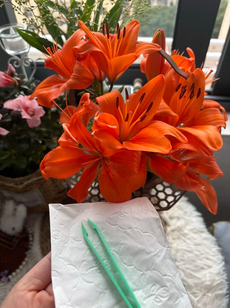 花蕊剪除与花期管理