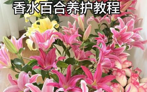 百合花的花蕊需要剪掉吗？一文看懂修剪时机与延长花期技巧