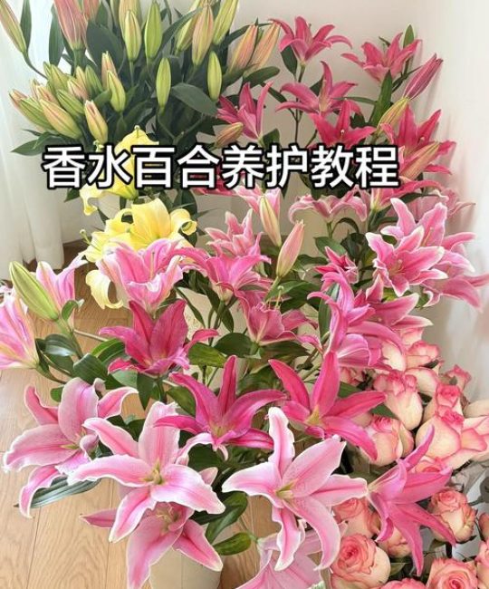 百合花的花蕊需要剪掉吗？一文看懂修剪时机与延长花期技巧