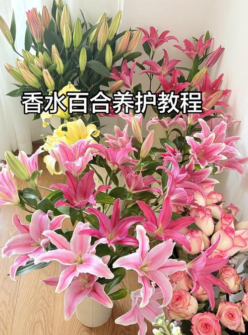 品种基础档案