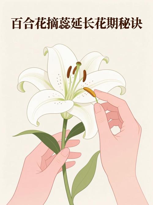 盆栽与地栽选择决策