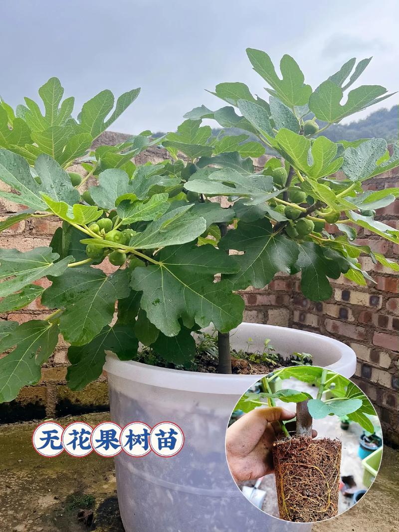 网上买的无花果树苗怎么种?从开箱到成活的完整种植指南 二、土壤环境:配好土,根才长得开