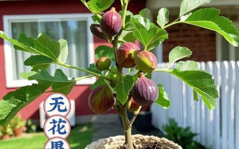 网上买的无花果树苗怎么种？从开箱到成活的完整种植指南
