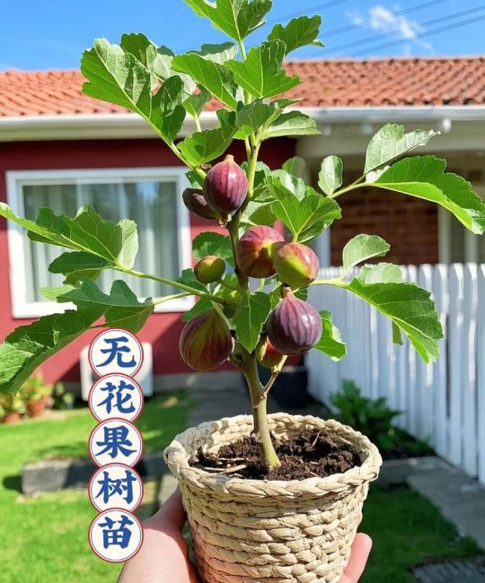 网上买的无花果树苗怎么种？从开箱到成活的完整种植指南
