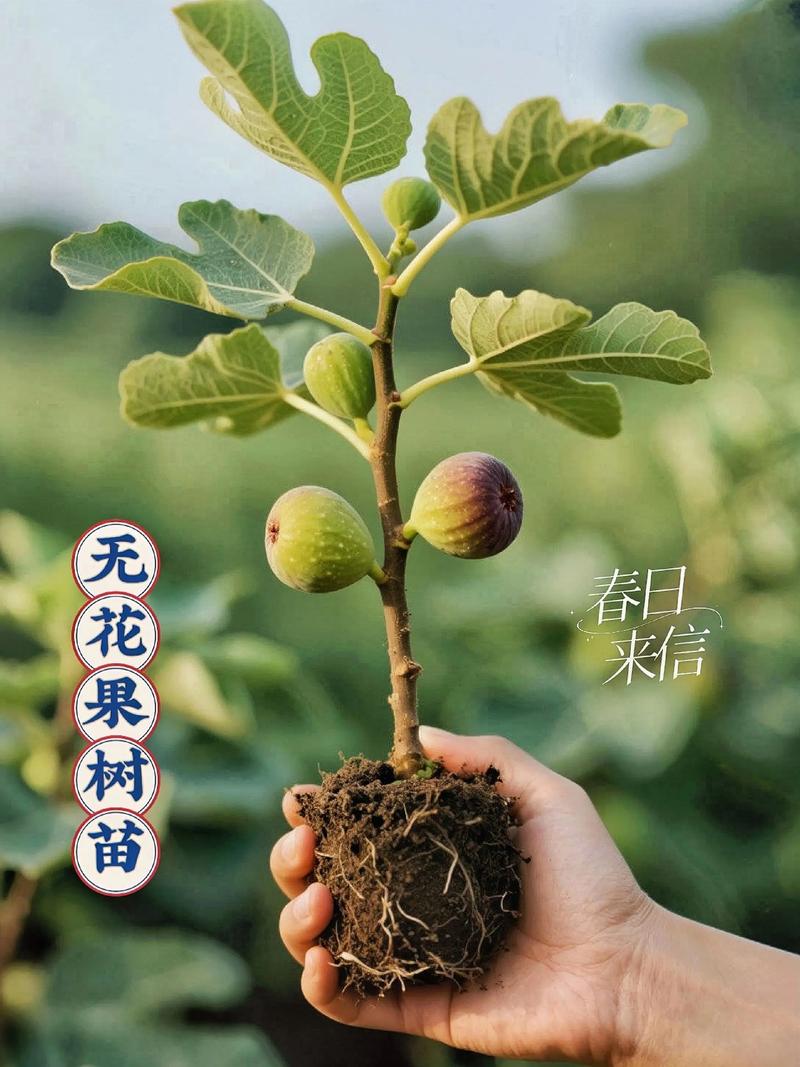 网上买的无花果树苗怎么种?从开箱到成活的完整种植指南 五、浇定根水:浇对水,苗就活了一半