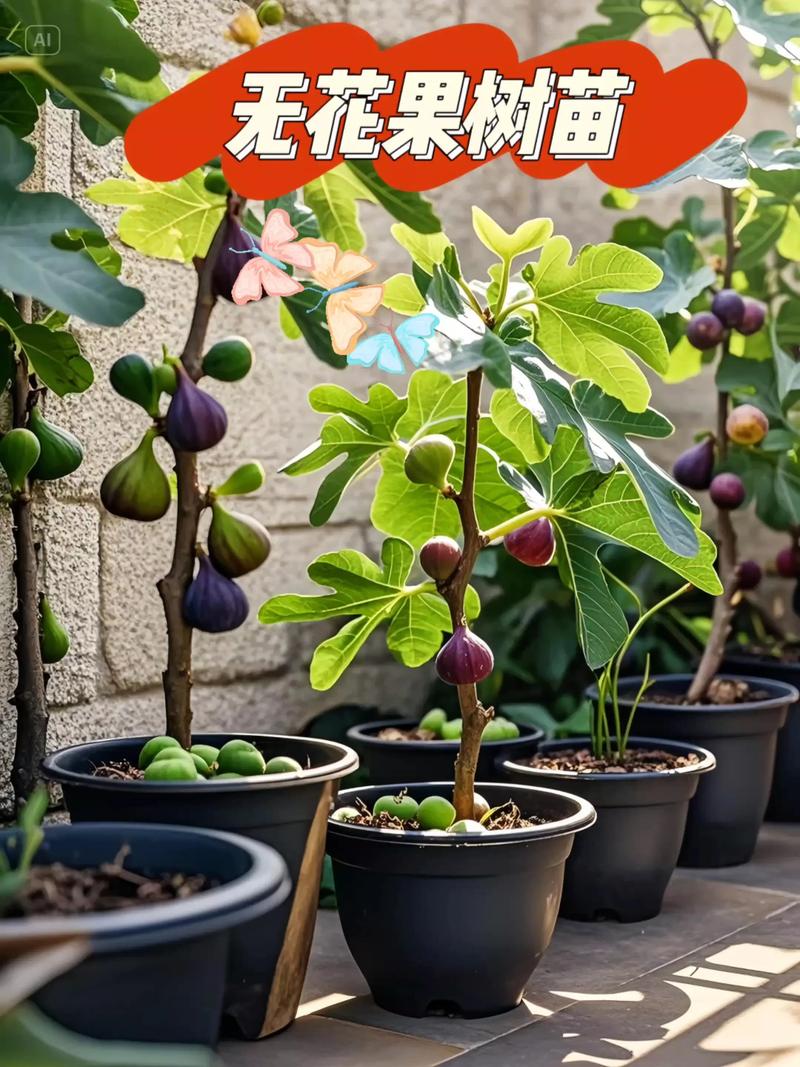 网上买的无花果树苗怎么种?从开箱到成活的完整种植指南 七、成活注意事项:出问题别慌,按方法排查